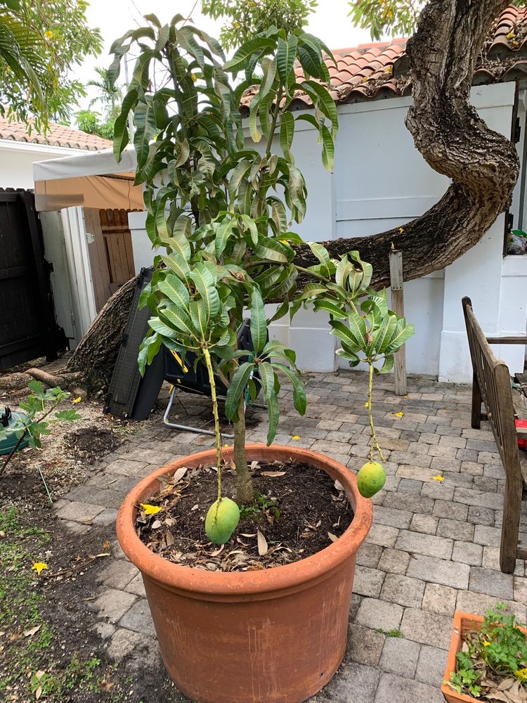 Ready-to-Grow Gardens