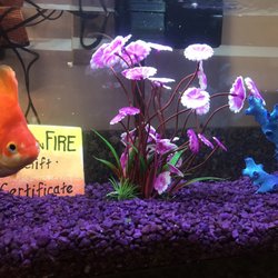 mt healthy pet store