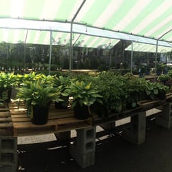 Treeland Garden Center Nursery 17 Photos Nurseries Photo Of Treeland Garden Center Nursery Bridgeport Ct United States