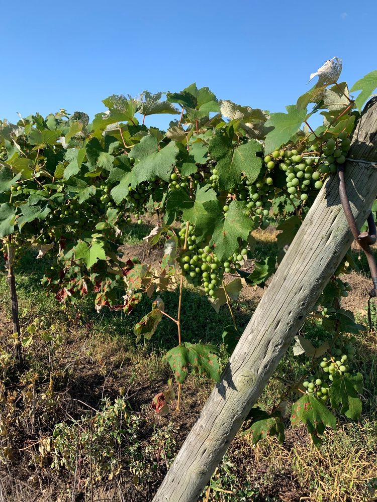 Quincy Cellars