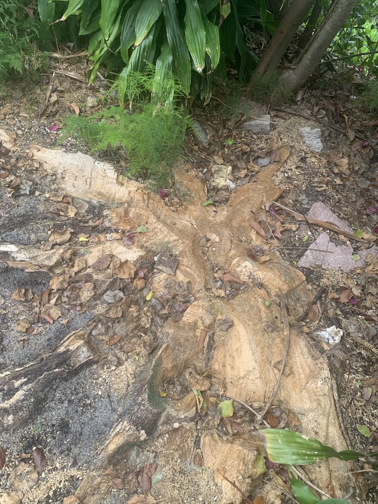 Sky High Tree Service
