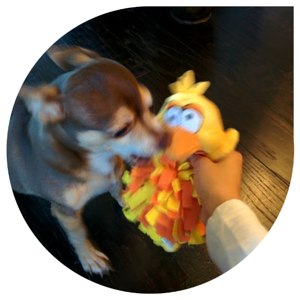 PetSmart 27 Photos & 32 Reviews Pet Training 12812 Shops Parkway