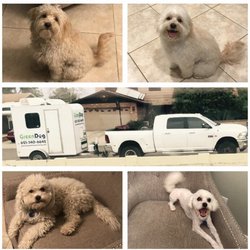 dog grooming phoenix dog grooming phoenix