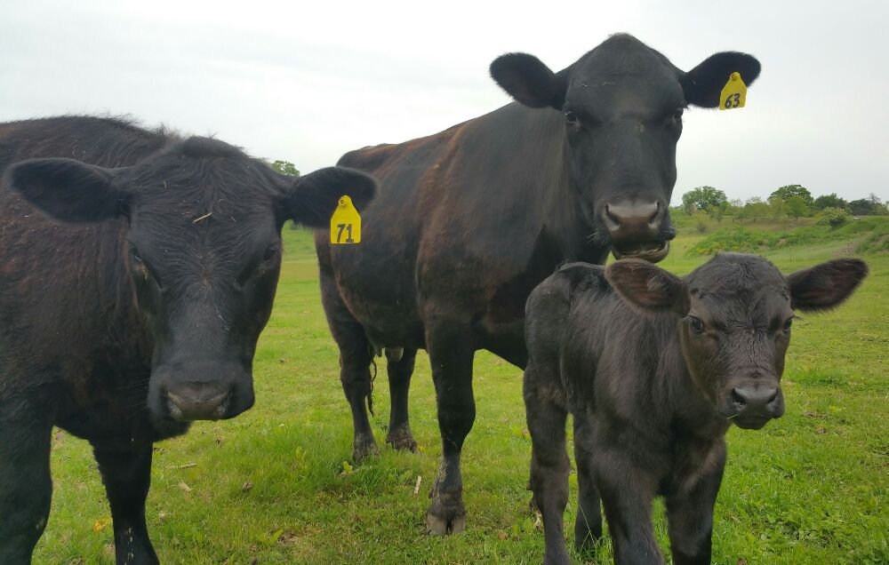 St Ann's Cattle Company