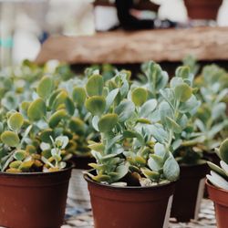 Top 10 Best Bonsai Tree Nursery In Austin Tx Last Updated March All Results