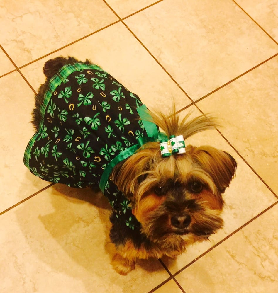 All About Puppies Pet Stores 15729 Imperial Hwy La Mirada, CA Yelp