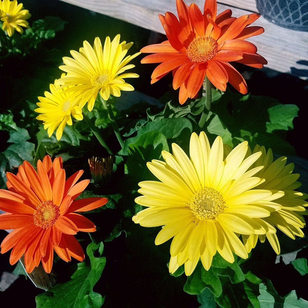 Discount Plants of Florida 24 Photos Nurseries & Gardening 14985