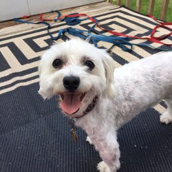 mobile dog grooming jacksonville fl mobile dog grooming jacksonville fl