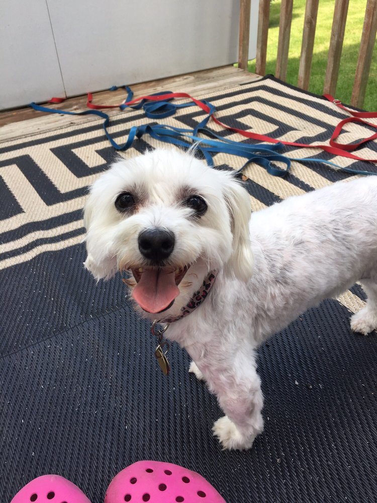 Kristines Mobile Pet Spa in Jacksonville Florida June 21, 2021 at