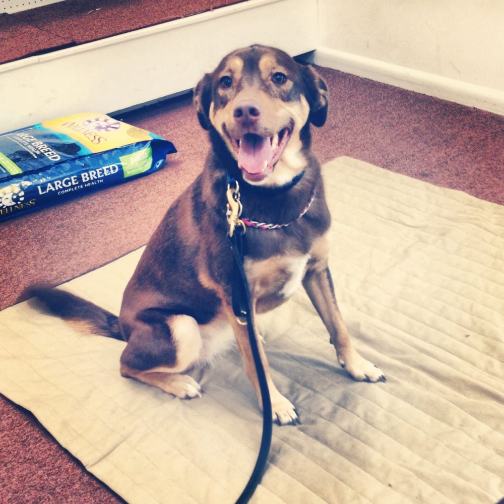 Dog Training Boot Camp Near Me Dog Training Boot Camp Near Me