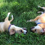 leawood dog park leawood dog park