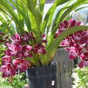 Pomona Nursery Closed Nurseries Gardening 1225 E Holt Ave Photo Of Pomona Nursery Ca United States