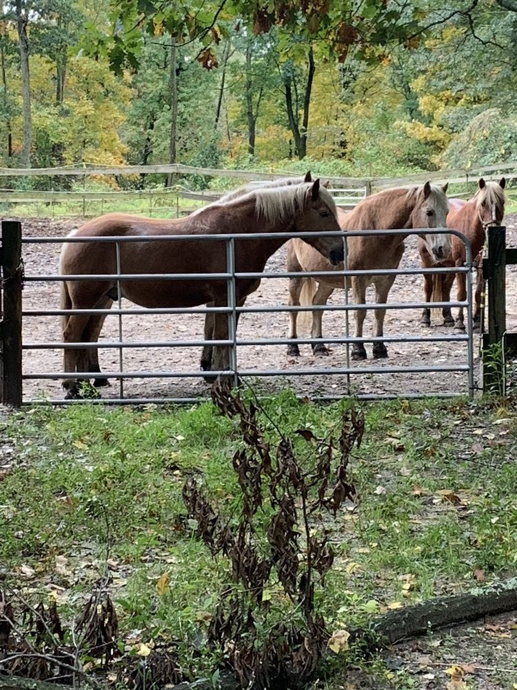 Ironstone Farm Horseback Riding 450 Lowell St, Andover, MA Phone