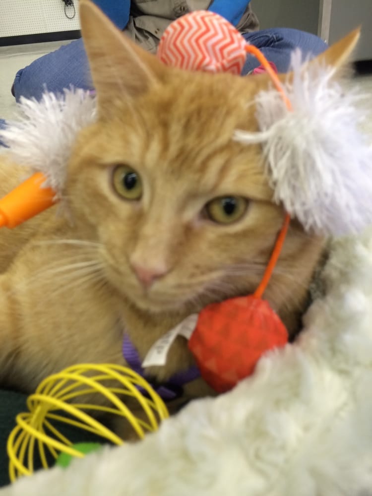 selmers petland puppies