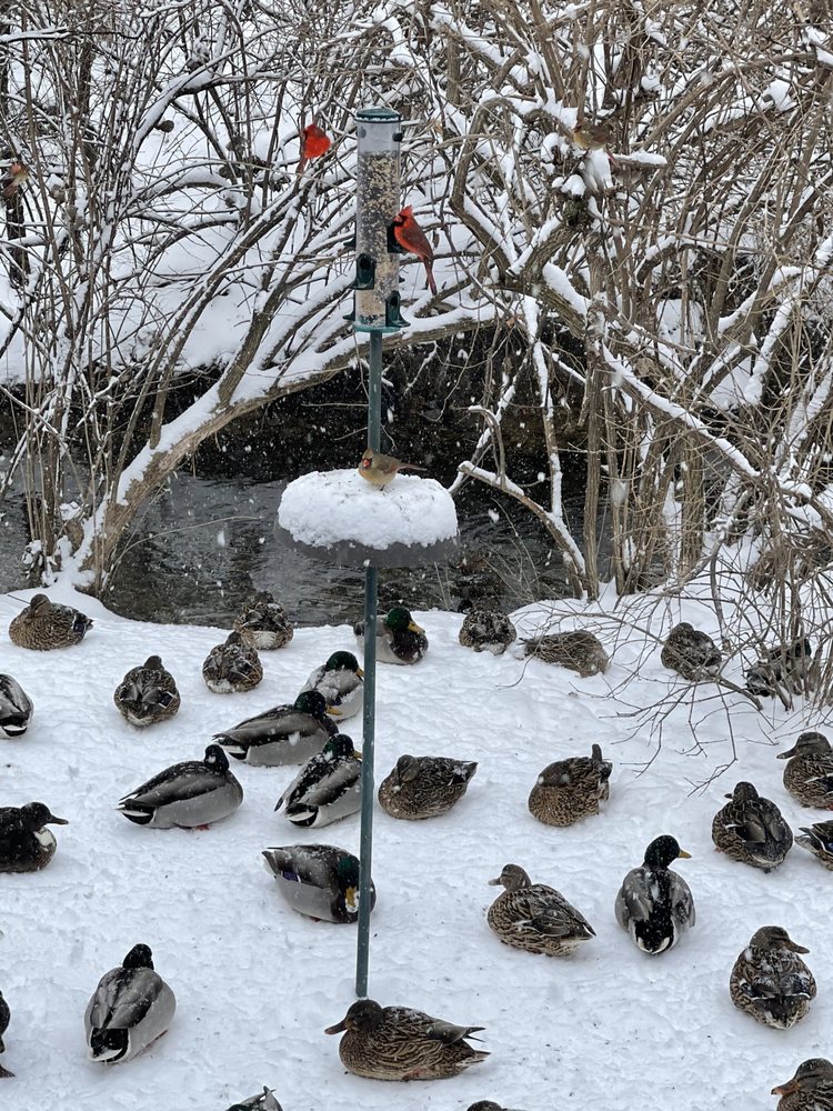 image of business Perry K Tuneberg, DDS & Associates