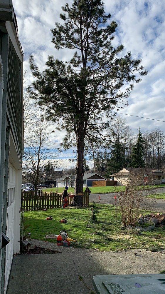 Western Star Tree Service