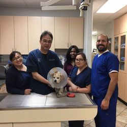 micro mini poodle puppies