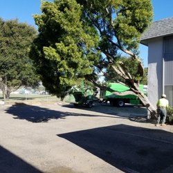 Bunyon Bros Tree Service 18 Photos 33 Reviews Tree Services