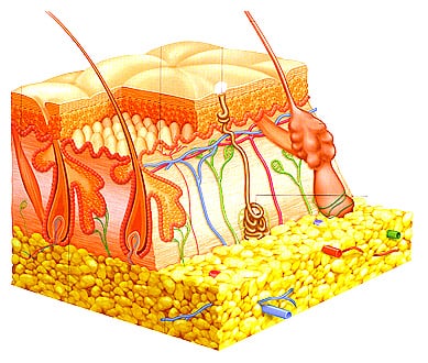 image of business Gemeinschaftspraxis Dr.med. Lensing & Dr.med. Wistokat-Wülfing