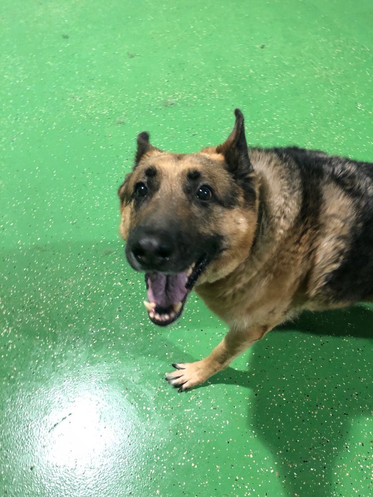 Bentley's Ruff House Pet Boarding And Daycare Roseville Ca