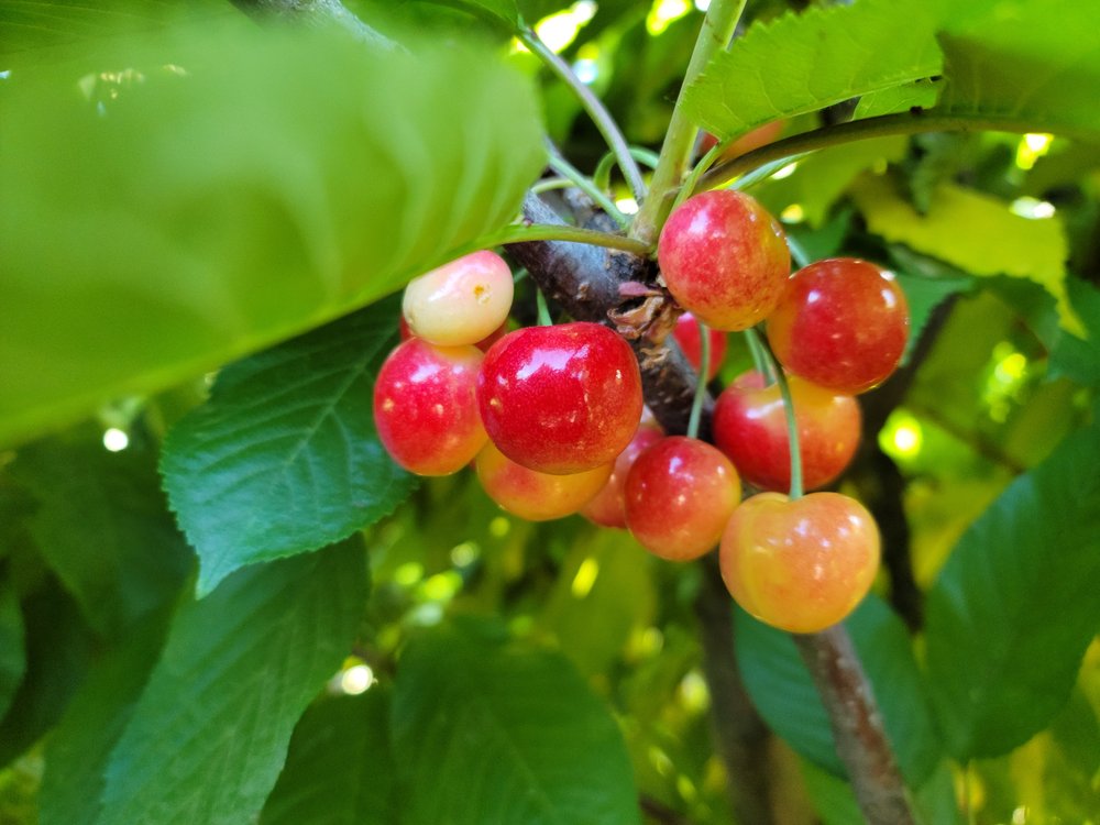 West Valley U-Pick Fruit & Vegetables