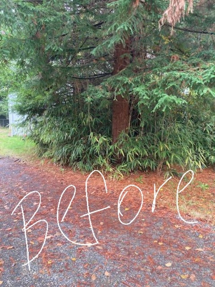 Cesar Lawn Maintenance & Landscaping