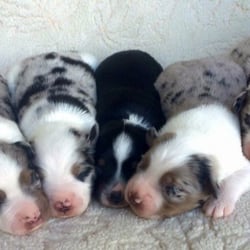 australian shepherd puppies los angeles mountain minis miniature australian shepherds get quote pet australian shepherd puppies los angeles mountain minis miniature australian shepherds get quote pet