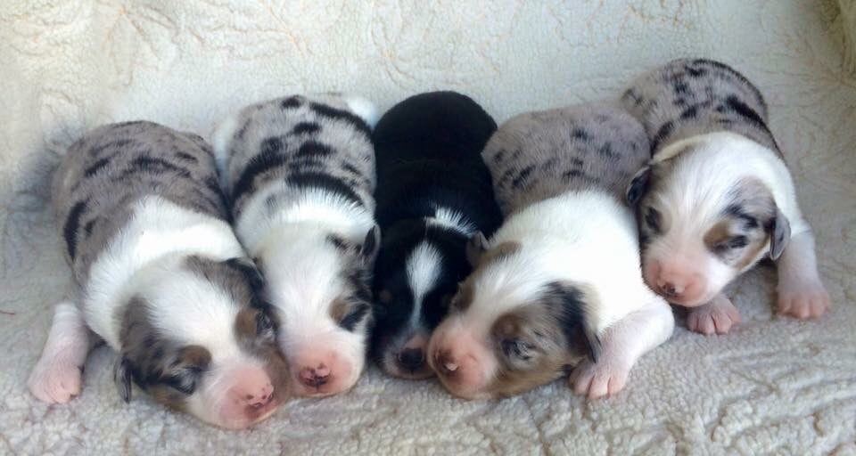 Mountain Minis Miniature Australian Shepherds - Get Quote - Pet ...