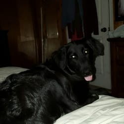 Ocean Isle Veterinary Hospital - Veterinarians - 7005 ...