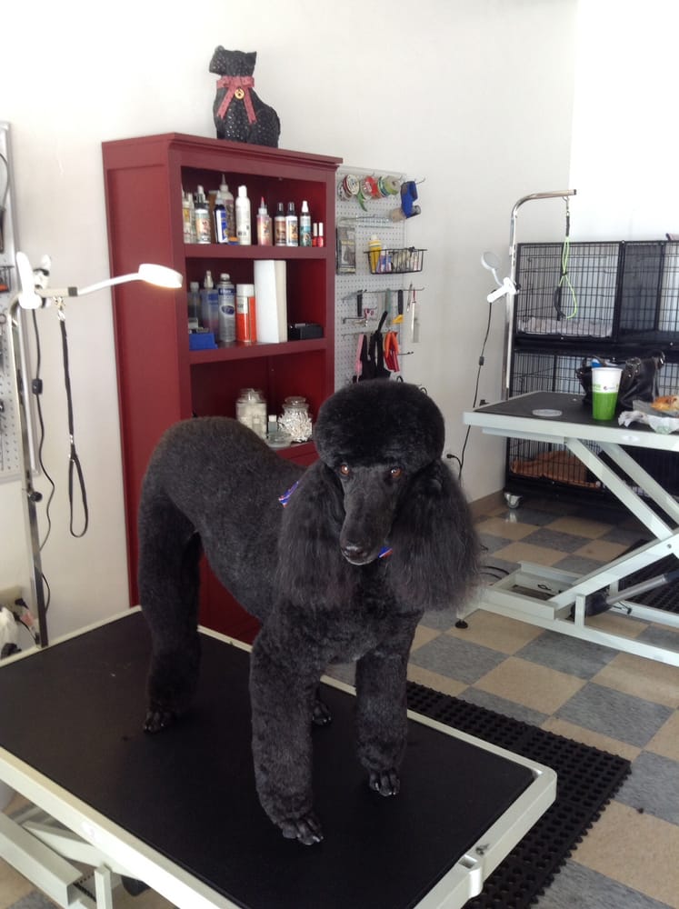 grooming boise we can make your pet beautiful just like sully yelp grooming boise we can make your pet beautiful just like sully yelp