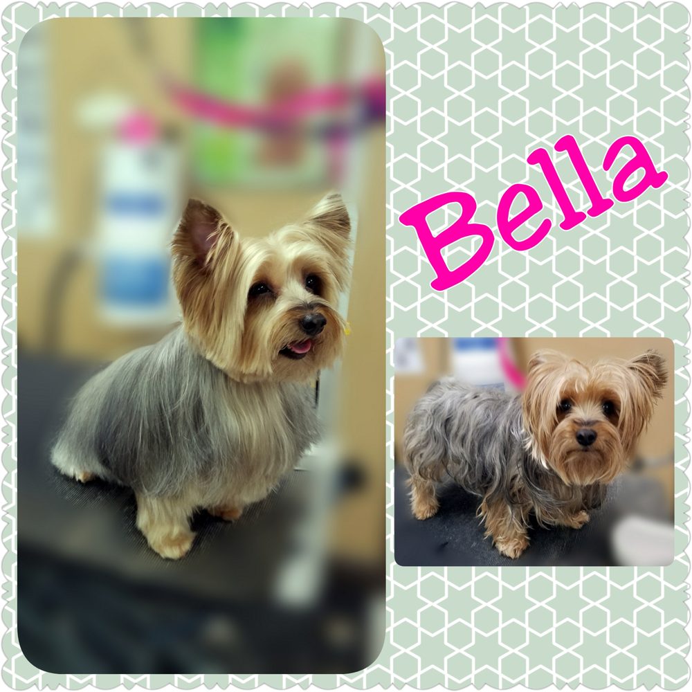 Dog dé Salon 28 Photos & 15 Reviews Pet Groomers 1540 Keller Pkwy