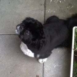 Chien Chic Chat Choc Pet Groomers 16 Rue Georges Cuvier