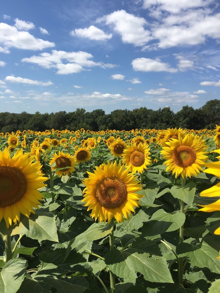 Grinter’s Sunflower Farm 16 Photos Farms 24154 Stillwell Rd