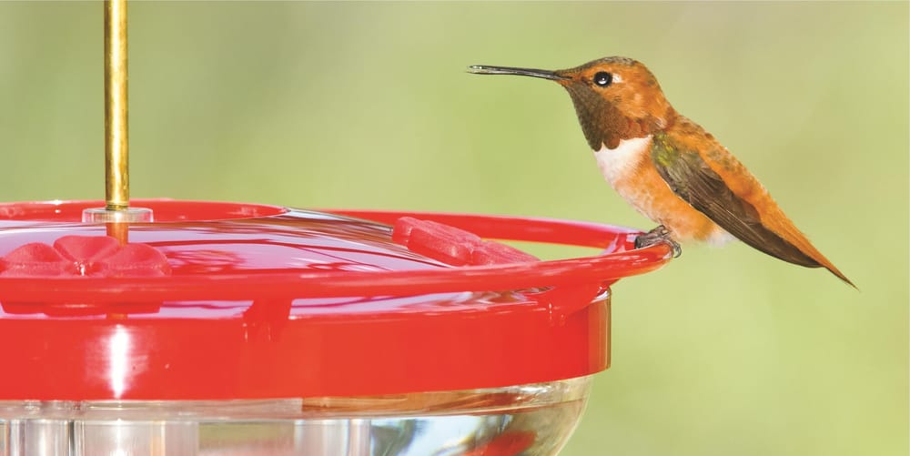 wild birds unlimited richiedi preventivo negozi di wild birds unlimited richiedi preventivo negozi di