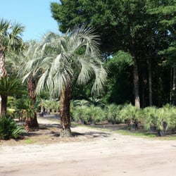 Palm Trees 11 Photos Nurseries Gardening 2615 Bohicket Rd Photo Of Palm Trees Johns Island Sc United States They Many