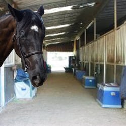 Norco Equestrian Academy - 26 Photos - Horseback Riding ...