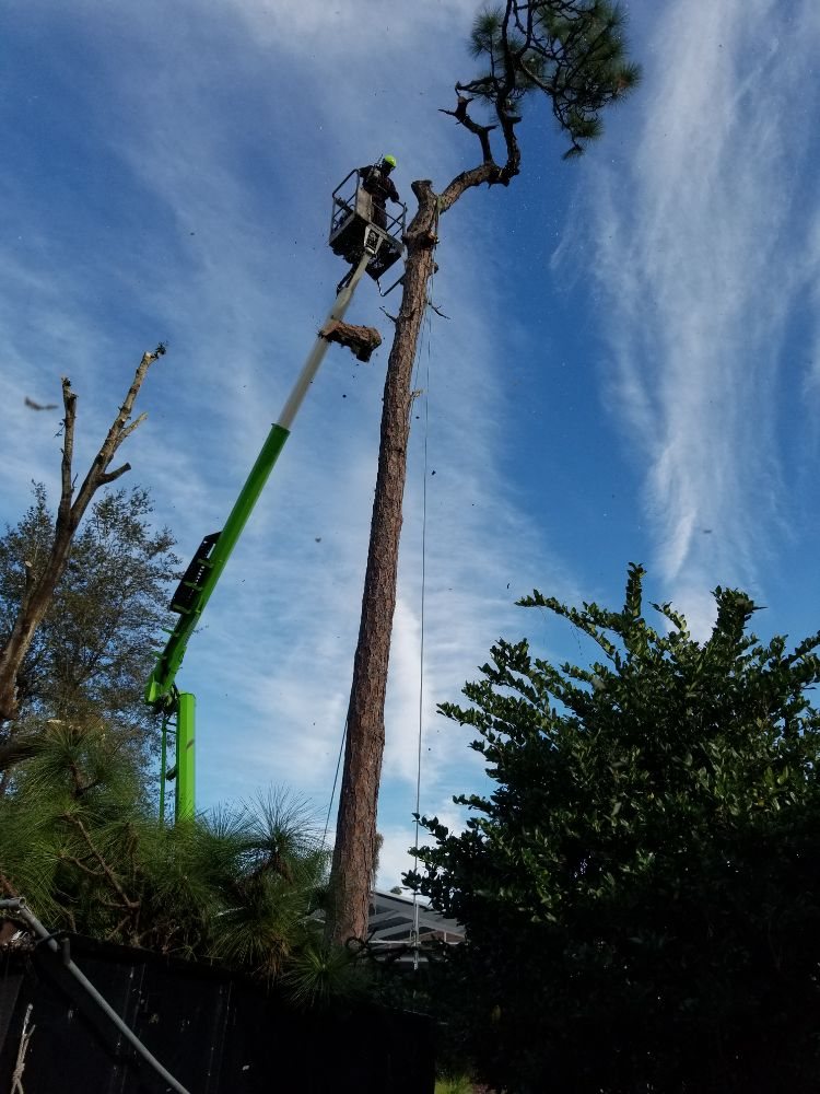 KNC Tree Service