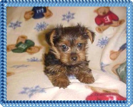 pats precious puppies pats precious puppies services pour animaux 1500 saddle club rd ridgeway sc pats precious puppies pats precious puppies services pour animaux 1500 saddle club rd ridgeway sc