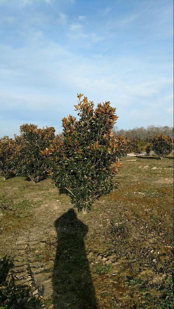 Broadwell’s Nursery 11 Reviews Nurseries & Gardening 7110 Old