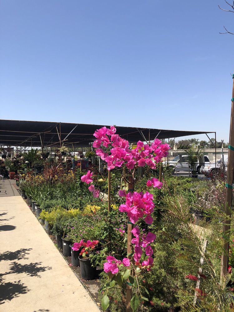 Lakewood Nursery 61 Photos & 77 Reviews Nurseries & Gardening