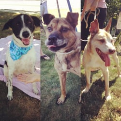 importing dogs to usa total pet care 10 reviews pet stores 780 broadway ave holbrook ny phone importing dogs to usa total pet care 10 reviews pet stores 780 broadway ave holbrook ny phone