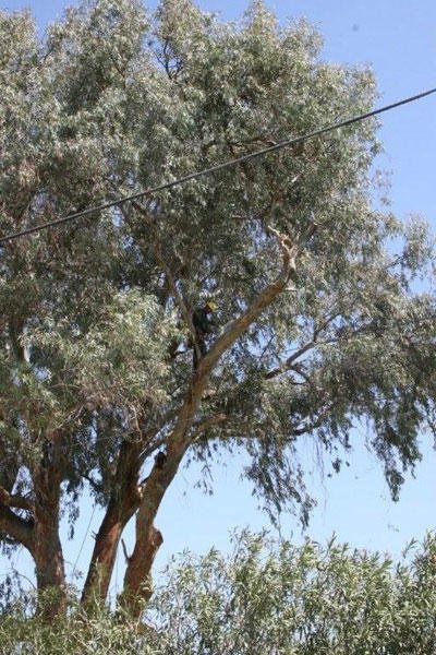 Sanchez Brothers Tree Service