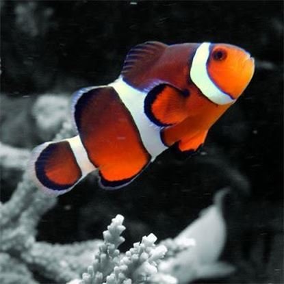 My First Pet
