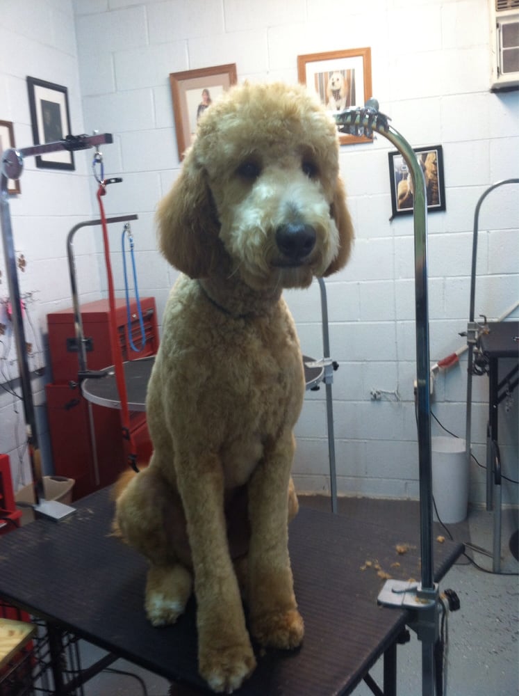 Puppy Love Mobile Dog Grooming Puppy Love Mobile Dog Grooming