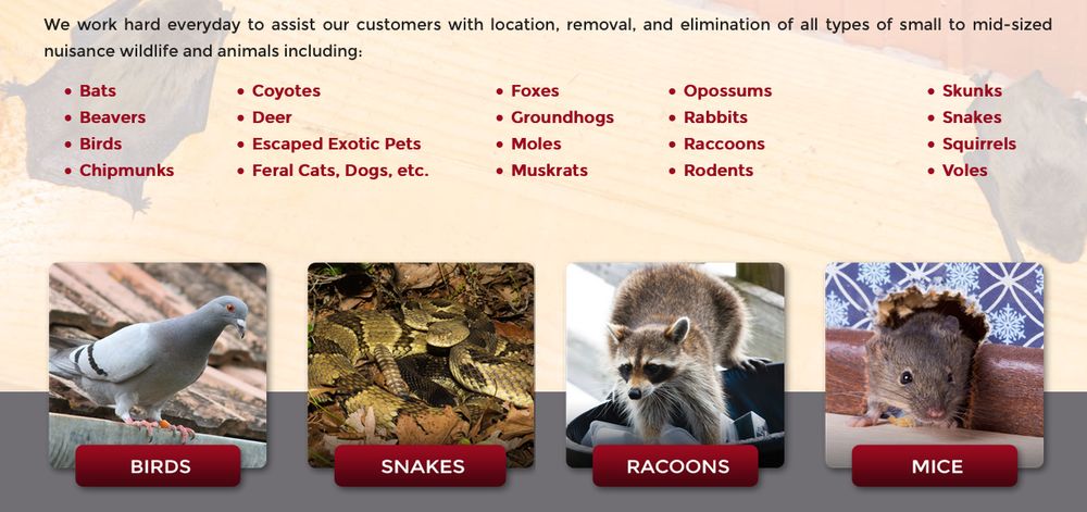 Fur & Feathers Wildlife Control