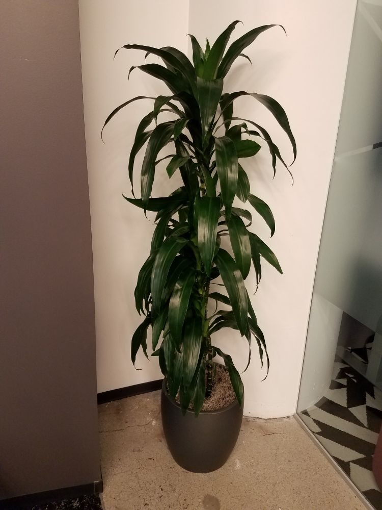 Paradise Plants Company