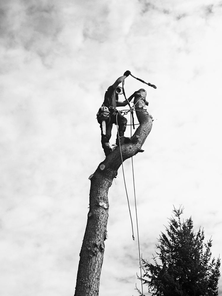 TREE BUSTERS