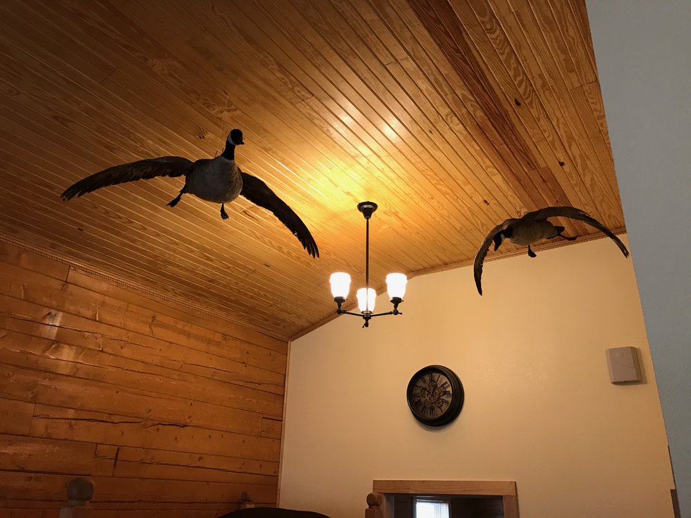 Top of Texas Taxidermy