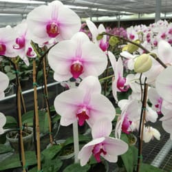 Chons Orchid Nursery Nurseries Gardening 6704 Plymouth Photo Of Chons Orchid Nursery Apopka Fl United States Beautiful