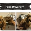 Pups University